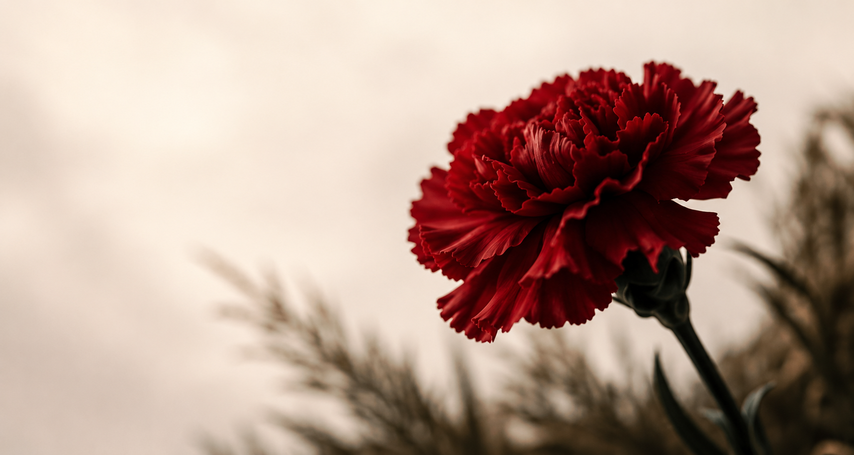 Close-up of a deep red carnation, the Café España brand motif